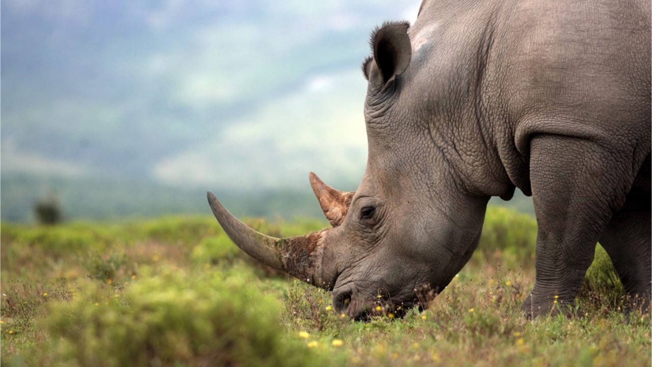 Tổ chức bảo tồn hàng đầu châu Phi để gây quỹ cho tê giác thông qua đấu giá các NFT sừng