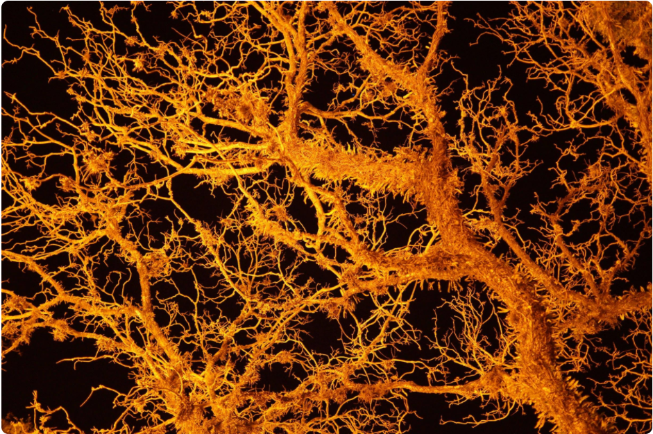 Nền tảng NFT chơi game của Justin Kan đi vào hoạt động, phục hồi từ 150 nghìn đô la bất hòa