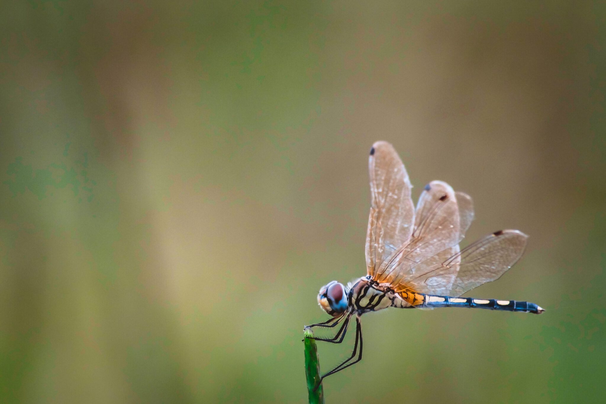 Dragonfly Capital “mạnh tay” cho ra mắt quỹ đầu tư crypto thứ ba trị giá 650 triệu USD